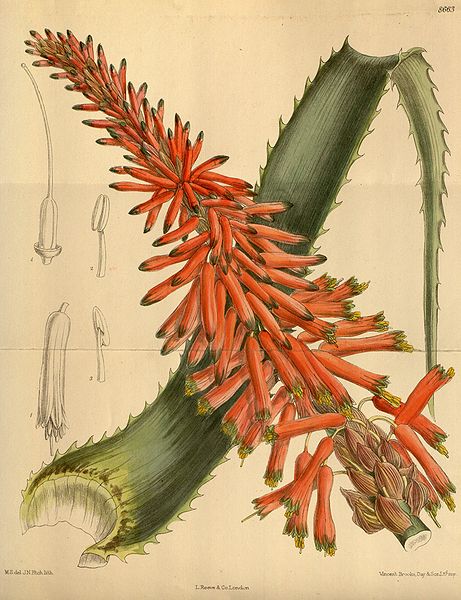 Aloe arborescens dessin ancien