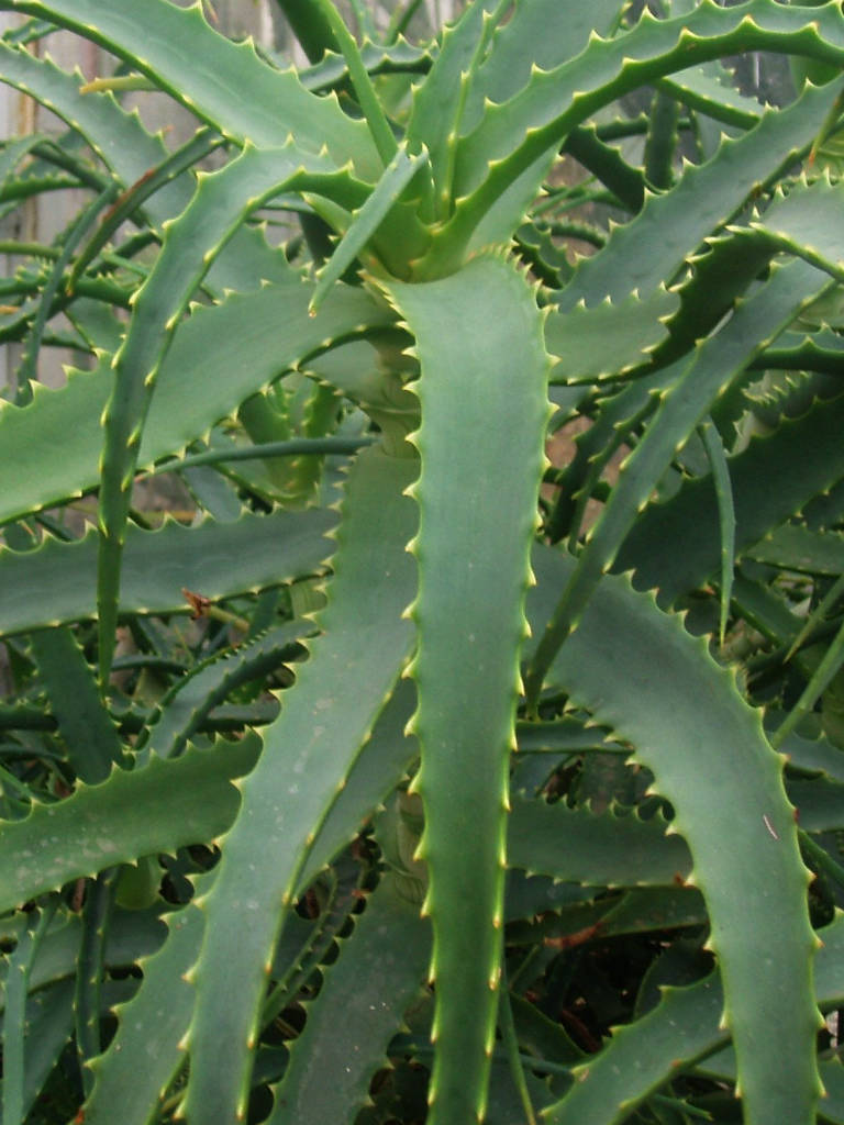 Aloe arborescens nature