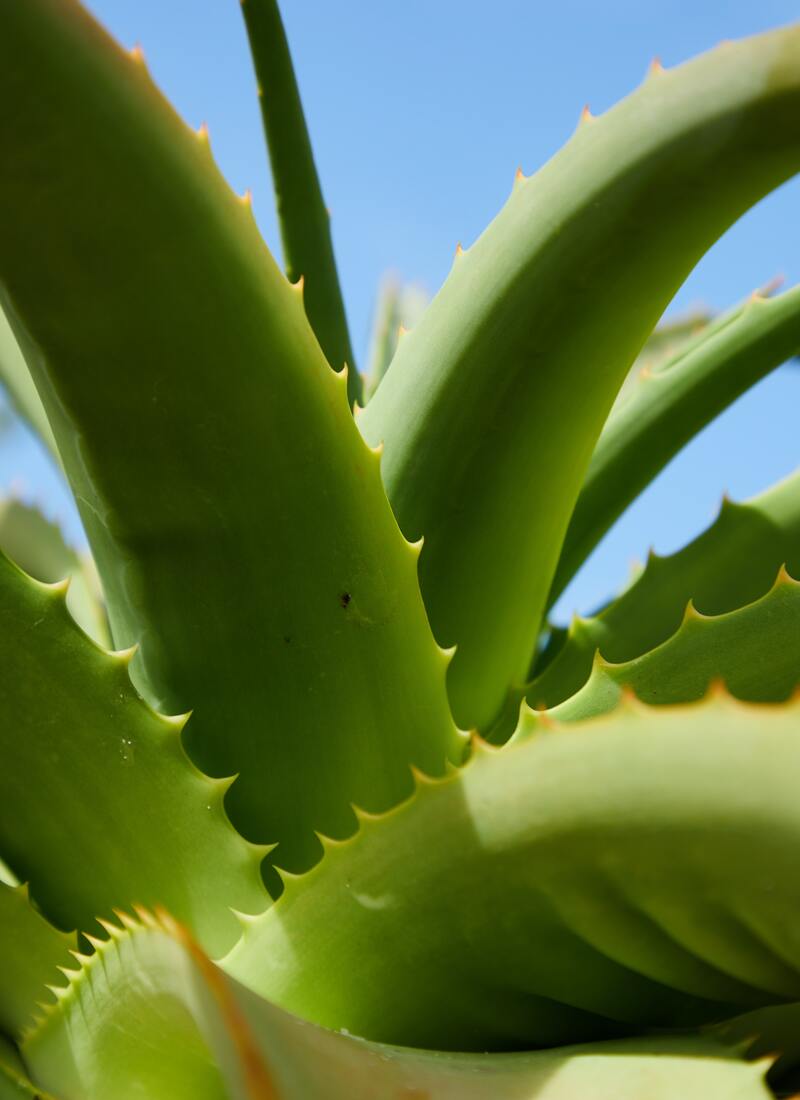 aloe-arborescens- (3)