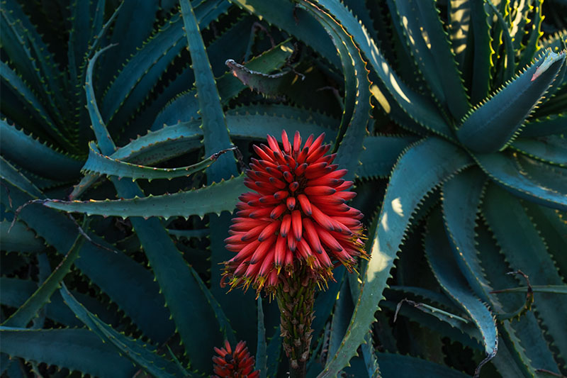 aloe-arborescens-blog Aloe arborescens
