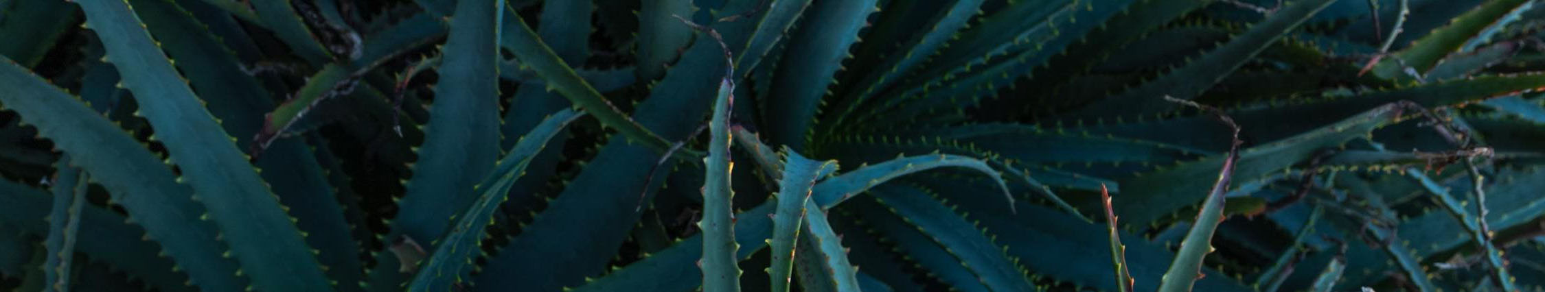 aloe-arborescens-long