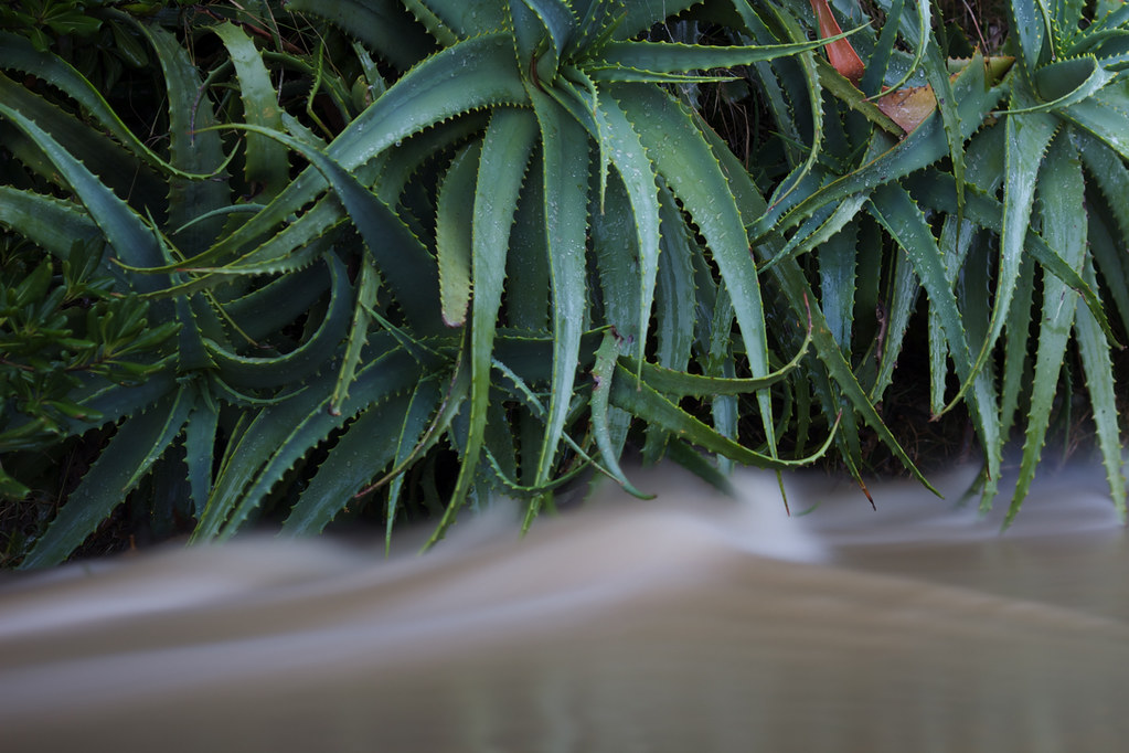 Aloe arborescens en nature
